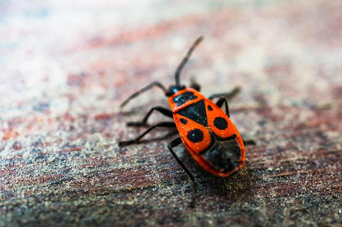 Carpet Beetles
