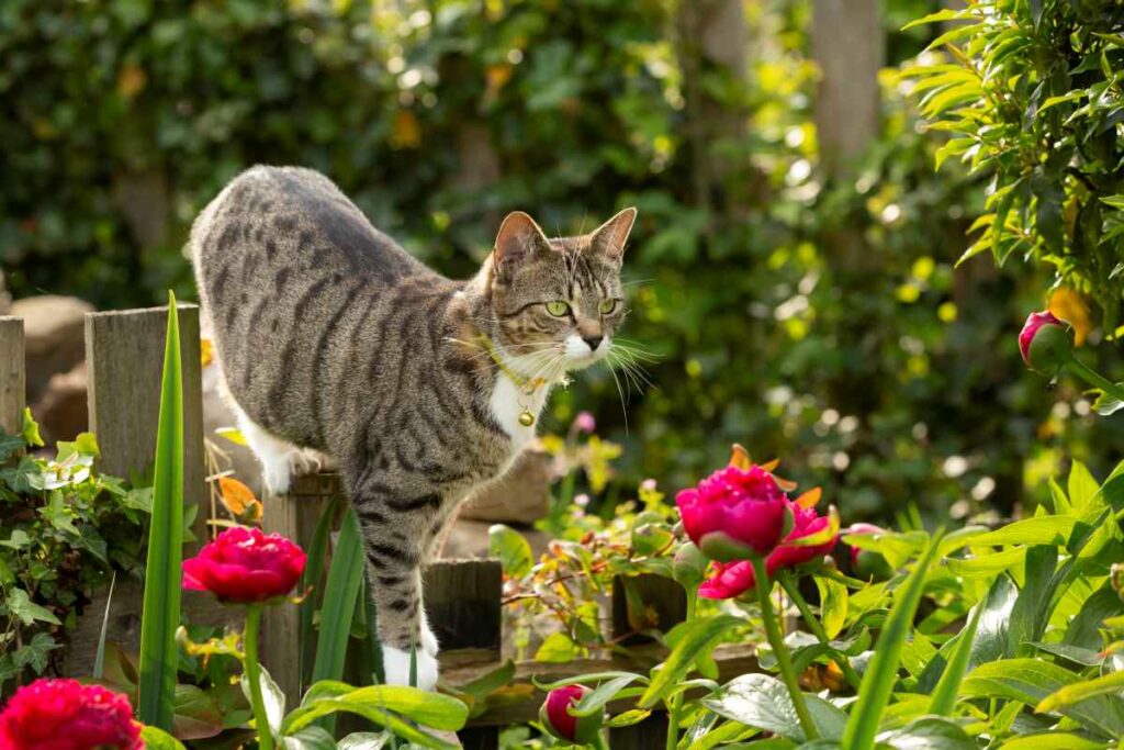 stop cats from pooping in the garden