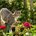 stop cats from pooping in the garden