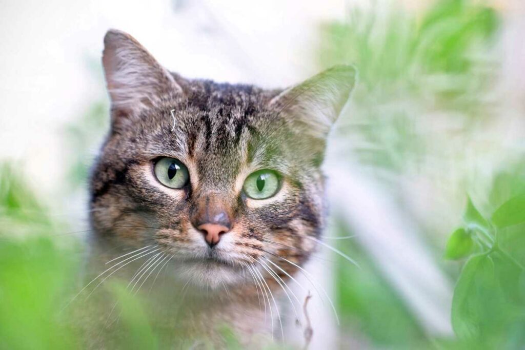 Cats from Pooping in the Garden