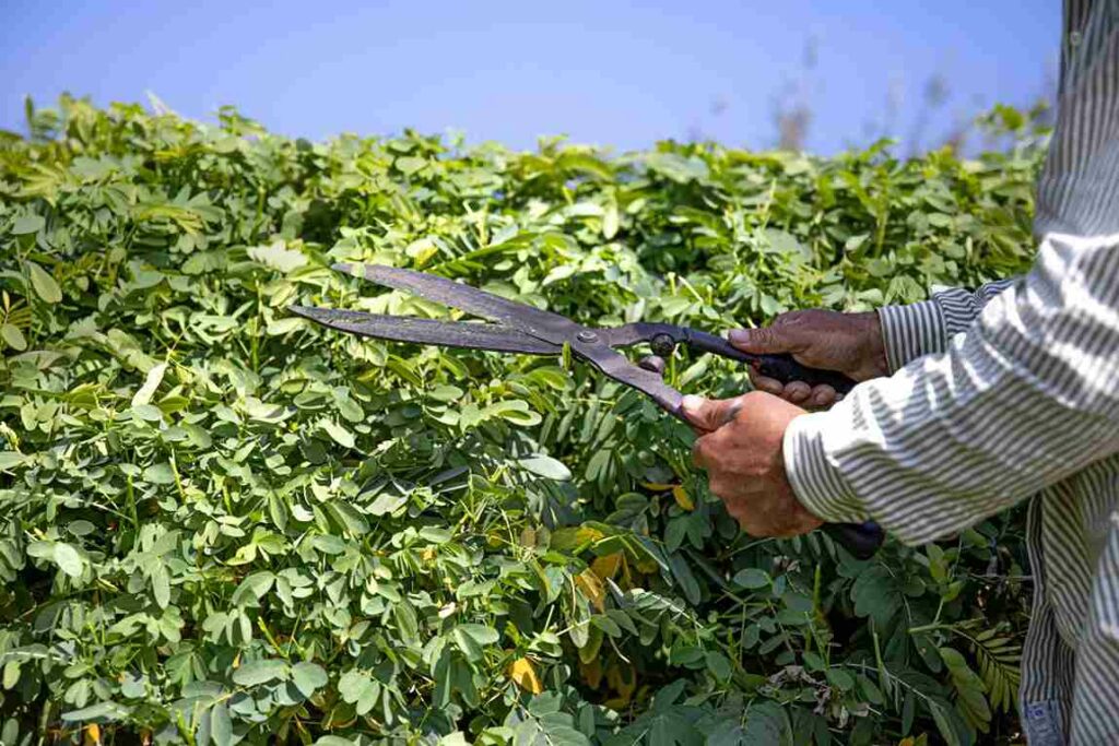 Pruning Shears